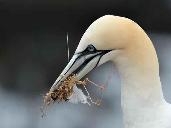 <h3><a href="/trips/helgoland/biota/animalia/chordata/aves/016 suliformes/002 sulidae/morus bassanus/morus bassanus-nl.html">Morus&nbsp;bassanus</a> / Northern&nbsp;gannet / Jan‑van‑gent</h3>NIKON D7100 met AF-S Nikkor 300mm f/2.8G IF-ED VR II, 1/1000 sec  bij F5.6, ISO 320, afstand 7.08&nbsp;m